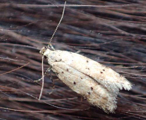 Réf. 324 239 : Pseudotelphusa paripunctella